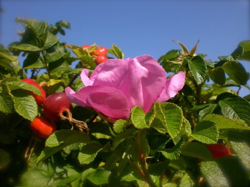 rosa Apfelrose (Hagebutte)