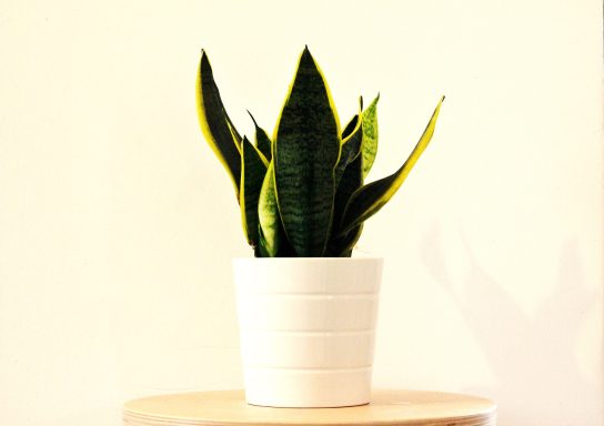 Bogenhanf (Sansevieria)