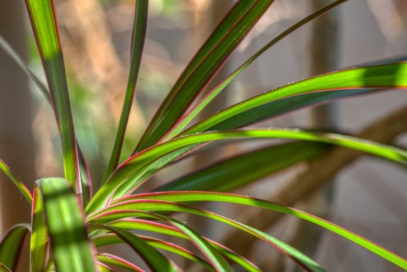 Drachenbaum (Dracaena)